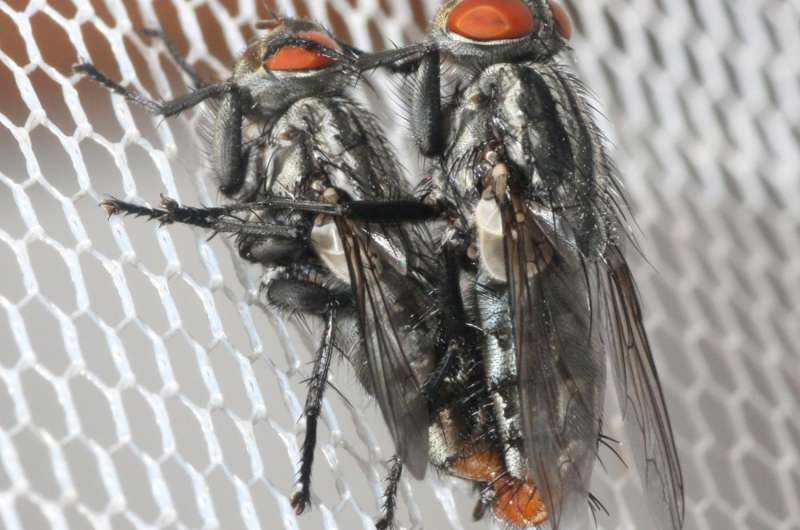 At the insect singles bar, cicadas provide the soundtrack