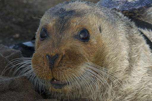 Attorneys argue for listing bearded seals as threatened