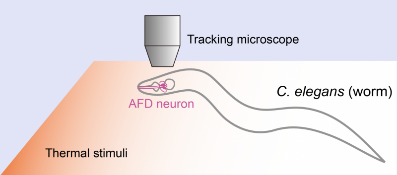 A two-way street between temperature sensing, brain activity