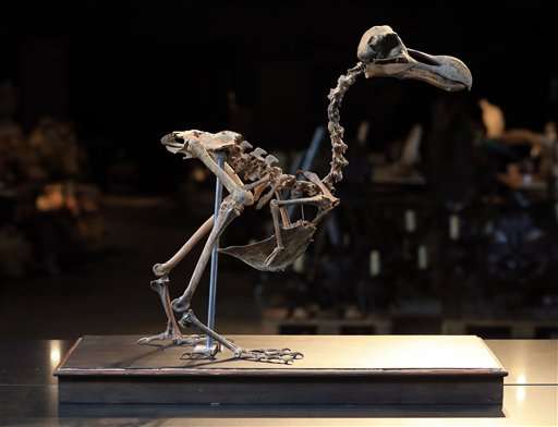 Auction house to sell composite skeleton of a dodo bird