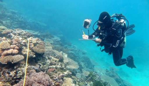 A undated handout photo from the ARC Centre of Excellence for Coral Reef Studies shows researcher Grace Frank completing bleachi