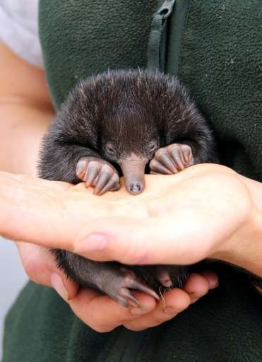 Australia is home to a unique array of animals not found anywhere else in the world, including echidnas, koalas, dingoes, platyp
