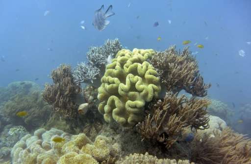Australia's Great Barrier Reef is at greater risk than previously thought of dissolving as climate change renders the oceans mor