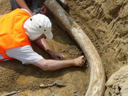 Austrian experts recover giant tusks of rare mammoth breed