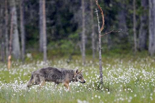 Authorities gave permits to licensed hunters to kill 46 of Finland's estimated 250 grey wolves, though three remained unused