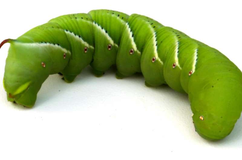 A very hungry caterpillar: Researchers sequence genome of 'gluttonous' tobacco hornworm
