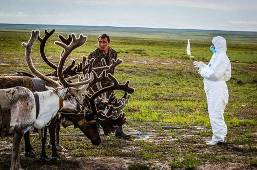 A veterinarian takes a health checkup of deers outside Yar-Sale town at Yamal Peninsula in the far north of Russia, following a 