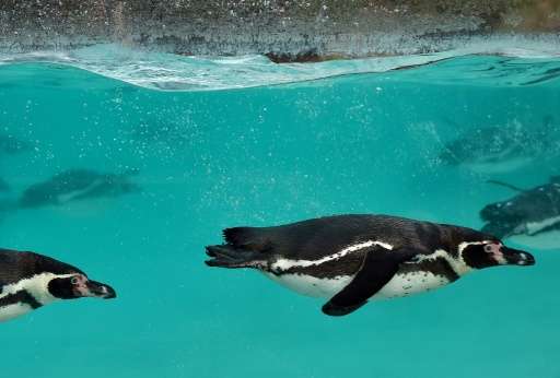 A veterinary team performed autopsies on Humboldt penguins and established drowning as the cause of death