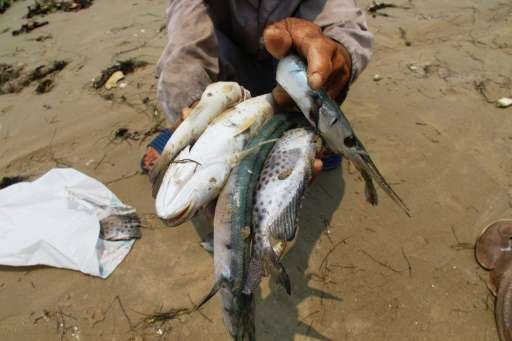 A villager shows dead fish he collected on a beach in Phu Loc district, in the central province of Thua Thien Hue in April