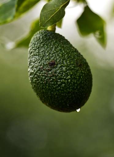 Avocado, a fruit that originated in Mexico, is loaded with vitamins, proteins and healthy fats
