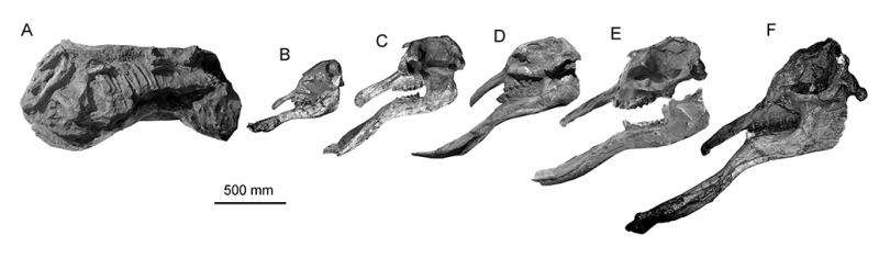 A weird combination of Deinotherium and Platybelodon- Elephantiformes without ivories