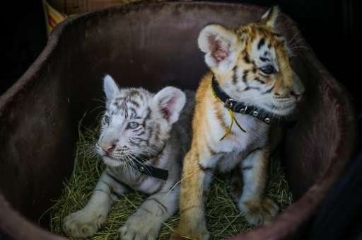 A white Bengal tiger cub and its golden sister rest in a basket during a presentation in Managua, Nicaragua on April 12, 2016