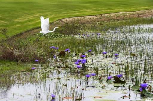 A white crane takes-off from the edge of a water hazard on the Olympic golf course in Rio