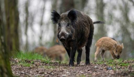 A wild boar led police on a chase after it wandered onto the apron of the international airport