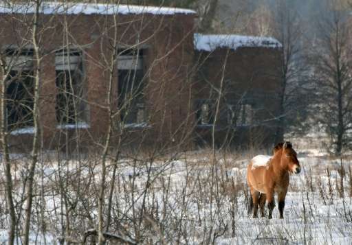 A wild Przewalski's horse stands on a snow covered field in the Chernobyl exclusion zone