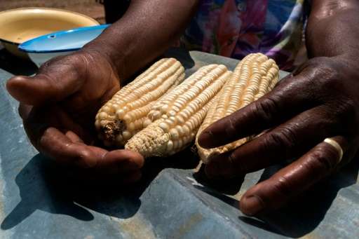 A woman shows a drought and heat tolerant maize from her dry field in the Zaka Masvingo province, on October 24 2016
