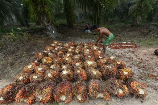 A worker collects palm oil seeds at a plantation in Pelalawan, Riau province on September 16, 2015 in Pelalawan, Riau province, 