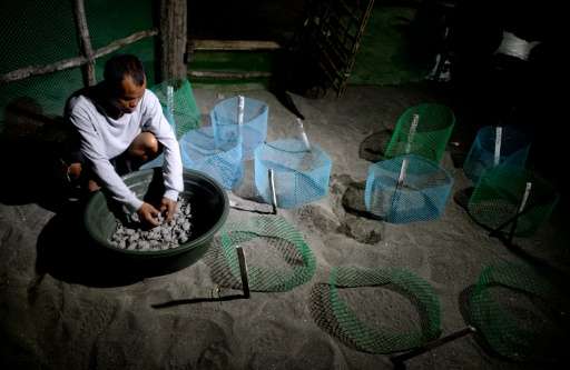 A worker gathers olive ridley sea turtle hatchlings into a plastic water basin before they are released at a beach in Morong
