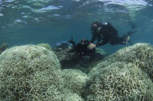 A XL Catlin Seaview Survey diver films bleached coral at Lizard Island on the Great Barrier Reef in March 2016