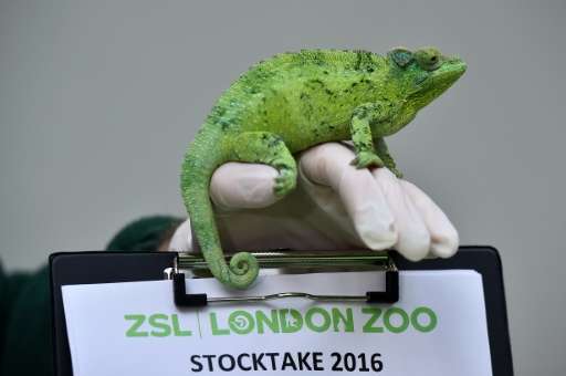 A zookeeper poses with a Jackson's chameleon during the annual stocktake photocall at London Zoo on January 4, 2016