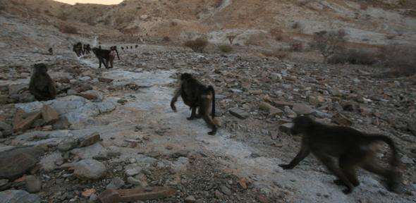 Baboons watch neighbours for clues about food, but can end up in queues