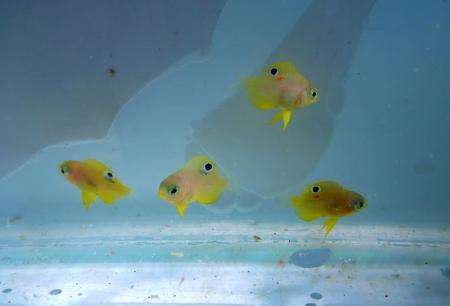Baby fish are comforted by the presence of large marine predators