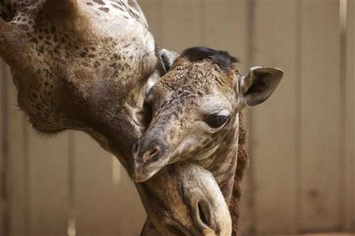 Baby giraffe born at Santa Barbara Zoo seen on video