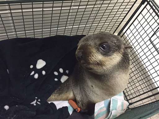 Baby seal found 4 miles from water in San Francisco Bay Area