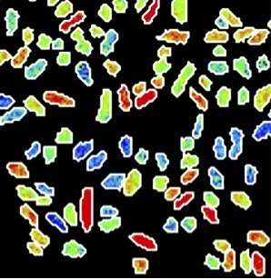 Bacteria are individualists