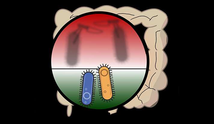 Bacterial brawls mark life in the gut’s microbiome