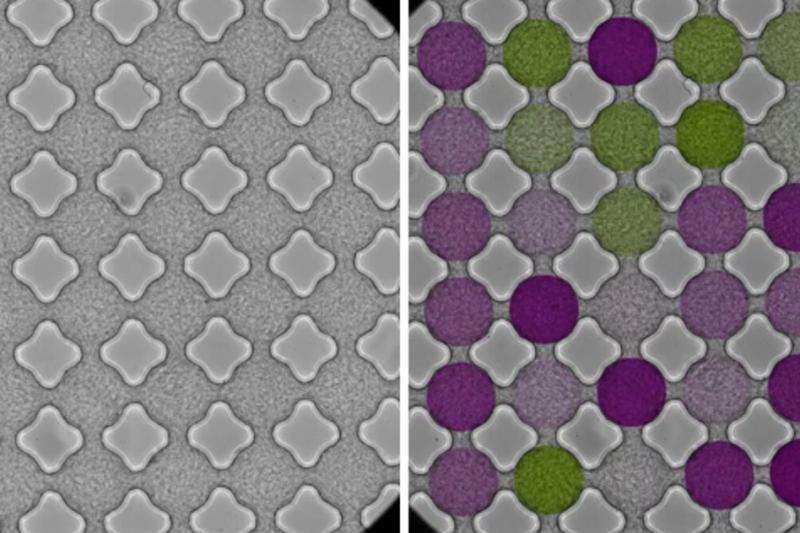 Bacteria streaming through a lattice behave like electrons in a magnetic material