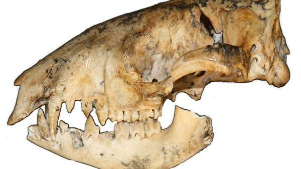 Bandicoot and bilby review finds gaps in current knowledge