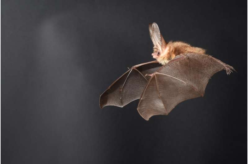 Bats' flight technique could lead to better drones
