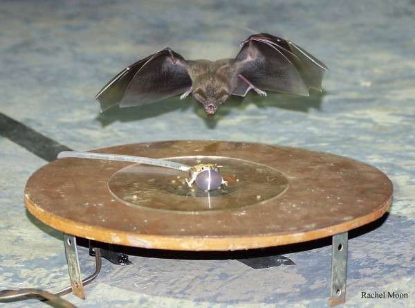 Bats perceptually weight prey cues across sensory systems when hunting in noise
