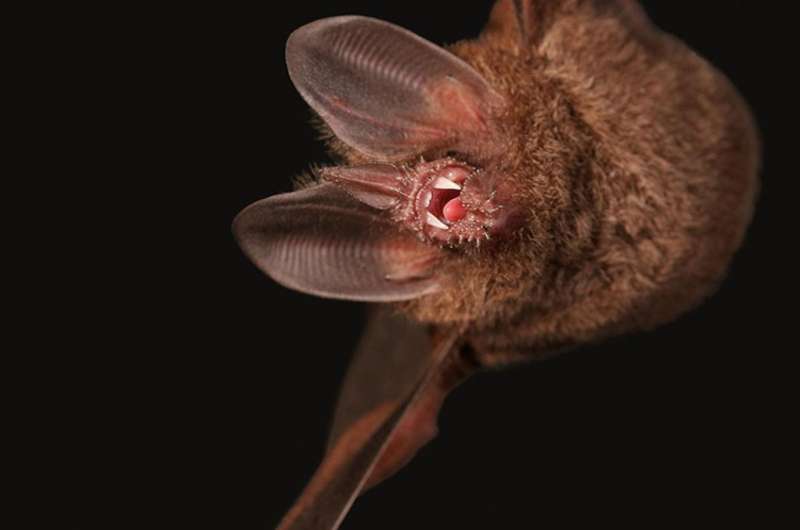 Bats use second sense to hunt prey in noisy environments