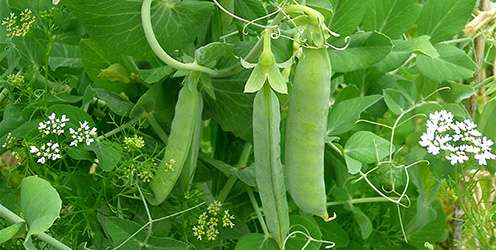 Beans and peas increase fullness more than meat