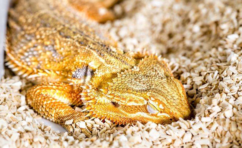 Bearded dragons show REM and slow wave sleep