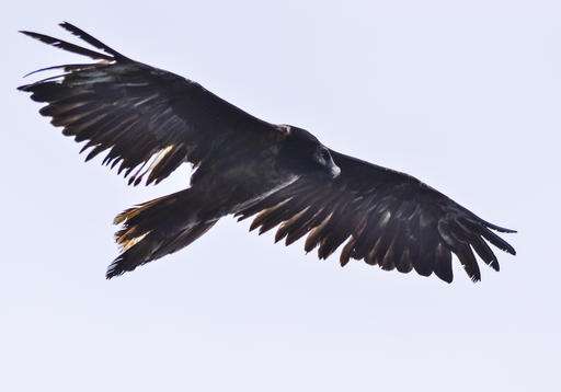 Bearded vulture flies to Romania; 1st time seen in decades