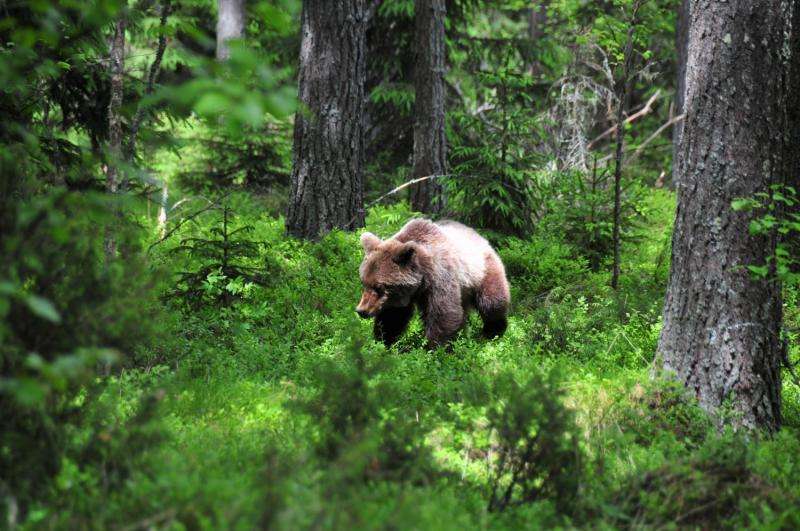 Bears' seasonal hibernation linked to changes in gut microbes