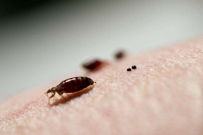 Bedbugs develop resistance to widely used chemical treatments, rendering them ineffective