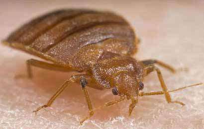 Bed bugs that feed are more likely to survive pesticide exposure