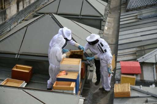 Beekeepers check hive on the roof of the French National Assembly building in Paris
