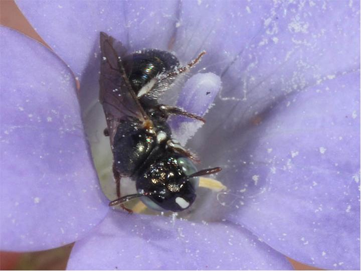 Bee populations expanded during global warming after the last Ice Age