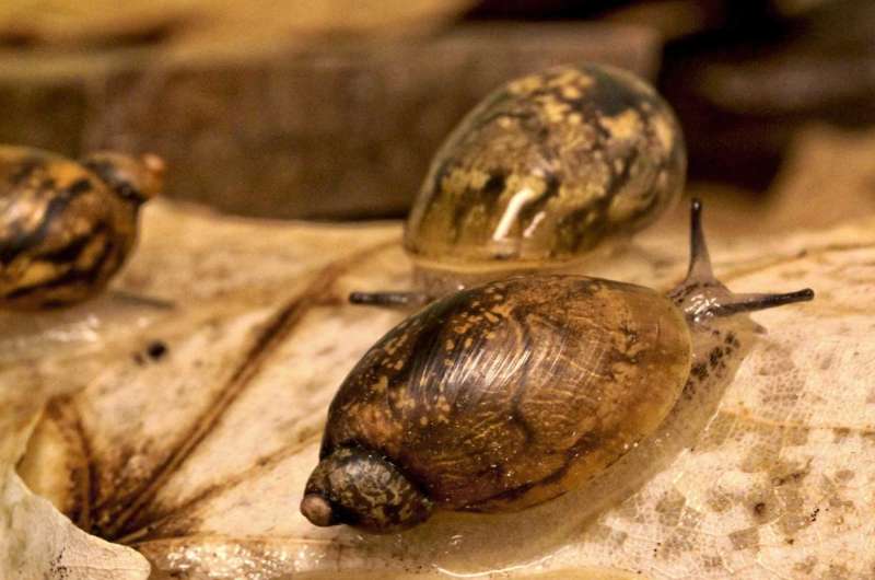 Beer eases final moments for euthanized invertebrates, study finds