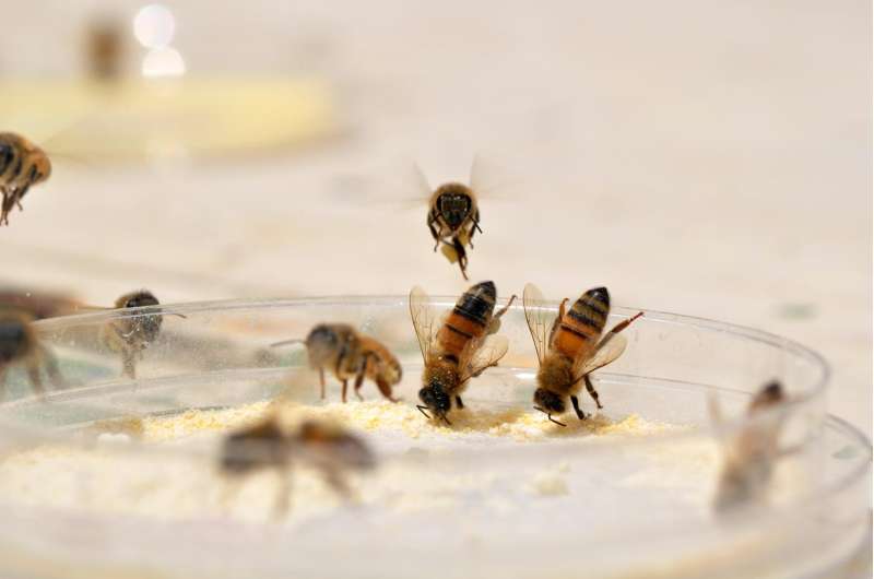 Bees diversify diet to take the sting out of nutritional deficiencies
