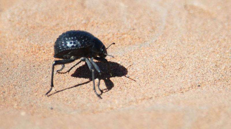 Beetle-inspired discovery could reduce frost's costly sting