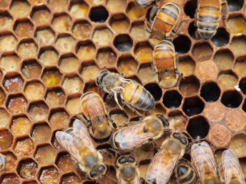 Bee virus spread manmade and emanates from Europe