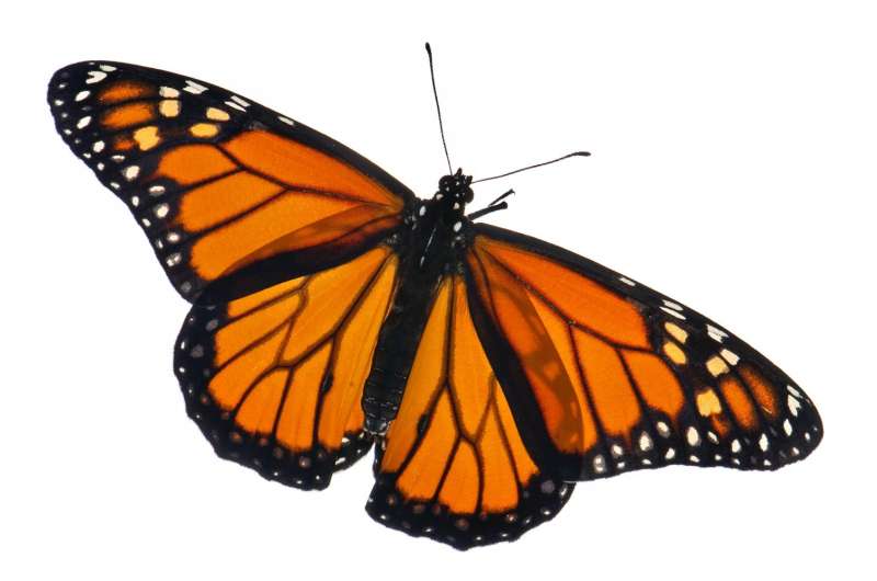 Beyond milkweed: Monarchs face habitat, nectar threats