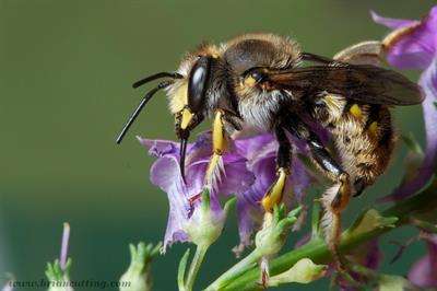 Big agriculture has the chance to help or hinder our most important pollinators