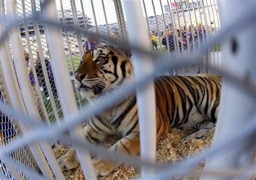 Big CAT scan: LSU mascot Mike the Tiger in cancer treatment